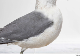 Common gull Larus Canus belly body wing 0001.jpg